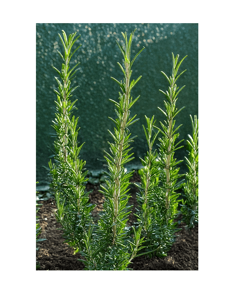 Rosemary Herb Seeds Packet - Chive US Wholesale