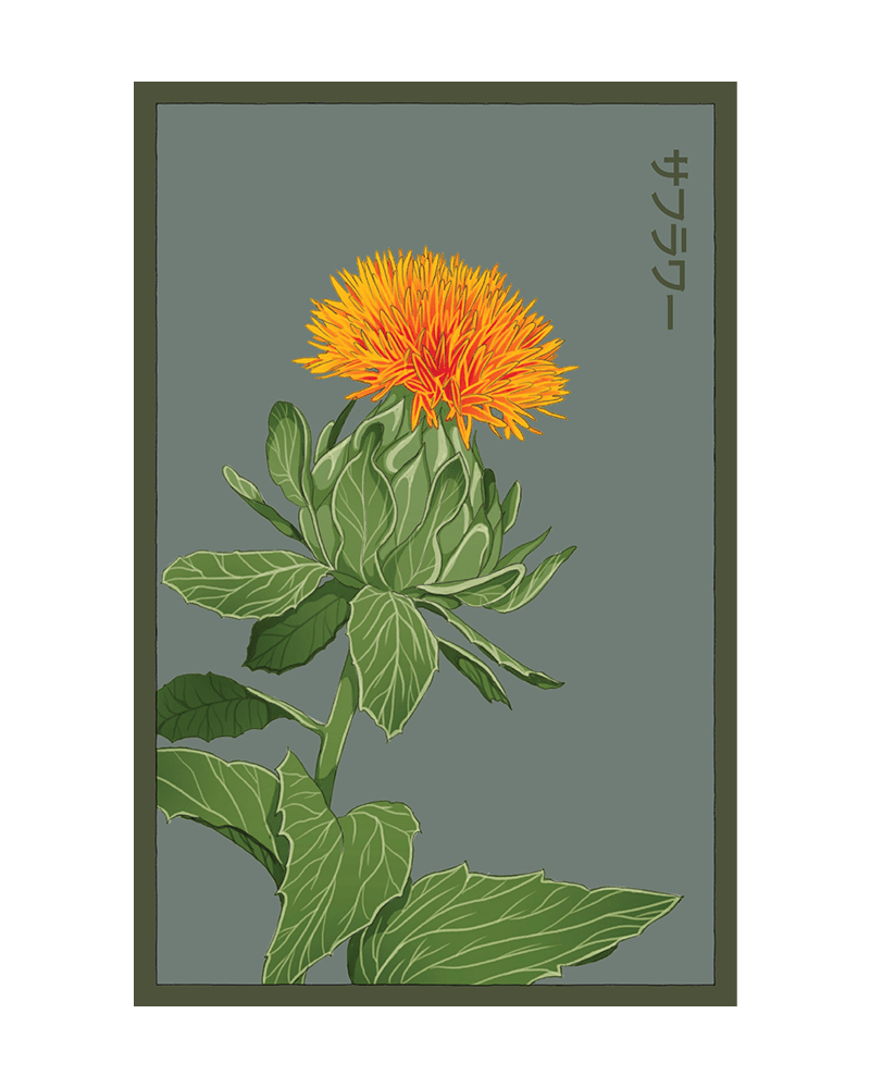Safflower Flower Seeds Packet - Chive US Wholesale