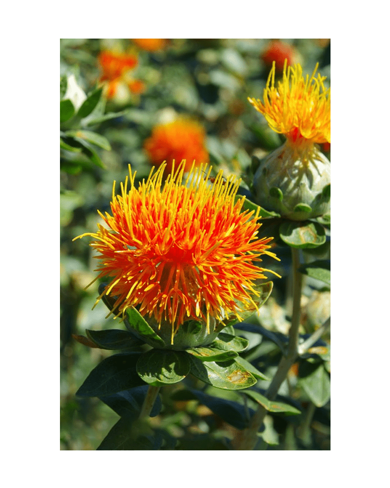 Safflower Flower Seeds Packet - Chive US Wholesale