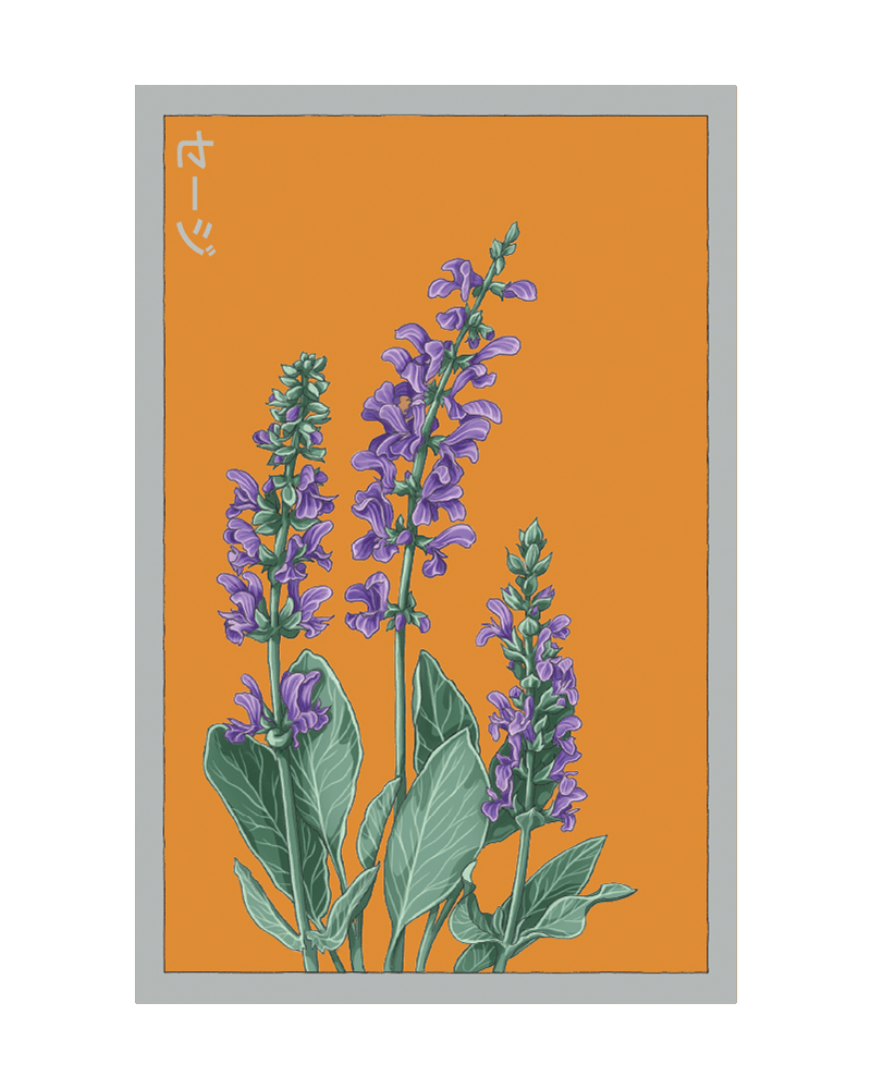 Sage Flower Seeds Packet - Chive US Wholesale