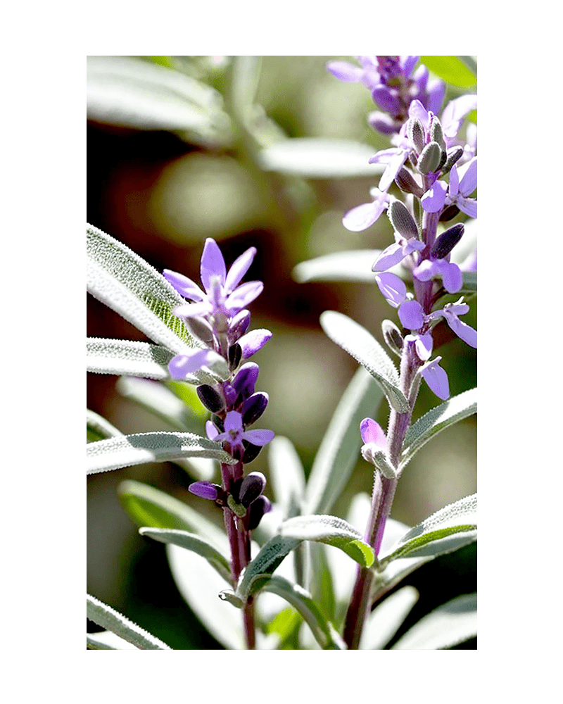 Sage Flower Seeds Packet - Chive US Wholesale