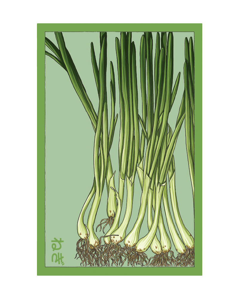 Scallions Vegetable Seeds Packet - Chive US Wholesale