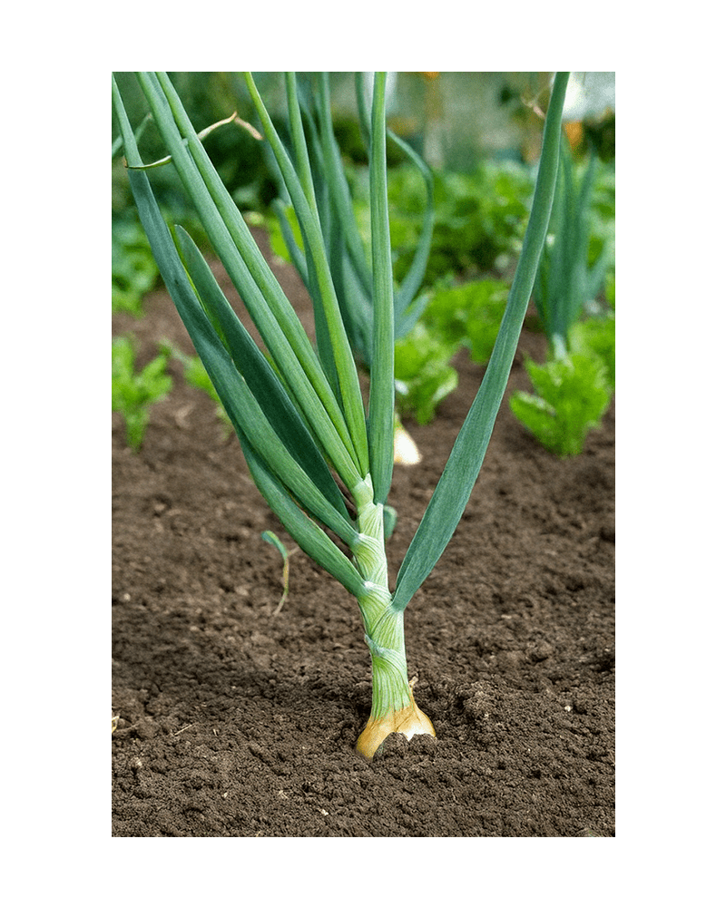 Scallions Vegetable Seeds Packet - Chive US Wholesale