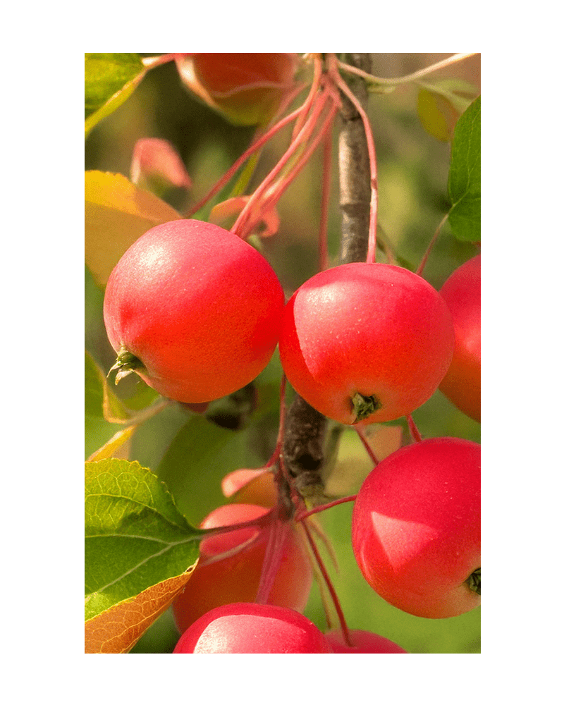 2026 Siberian Crabapple Flower Seeds Packet - Chive US Wholesale