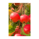 2026 Siberian Crabapple Flower Seeds Packet - Chive US Wholesale