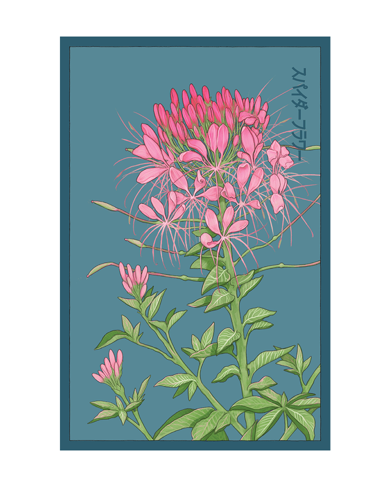 Spiderflower Flower Seeds Packet - Chive US Wholesale