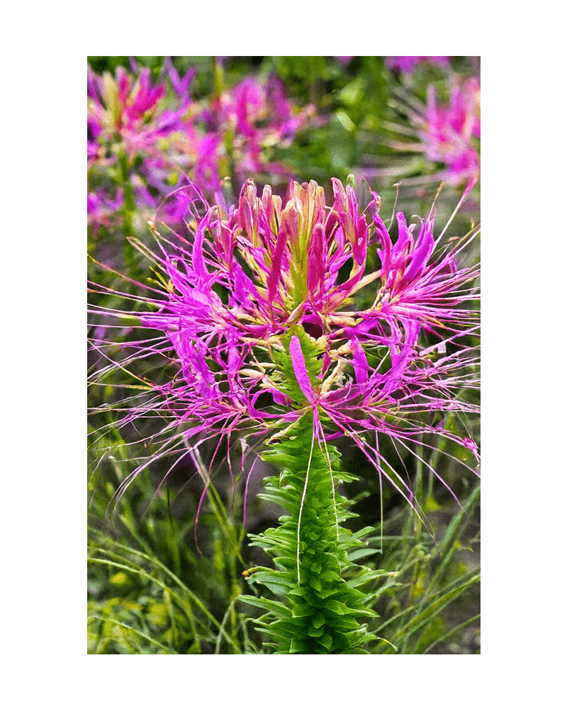 Spiderflower Flower Seeds Packet - Chive US Wholesale