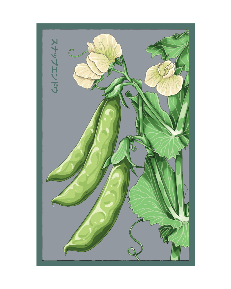2026 Sugar Snap Pea Vegetable Seeds Packet - Chive US Wholesale