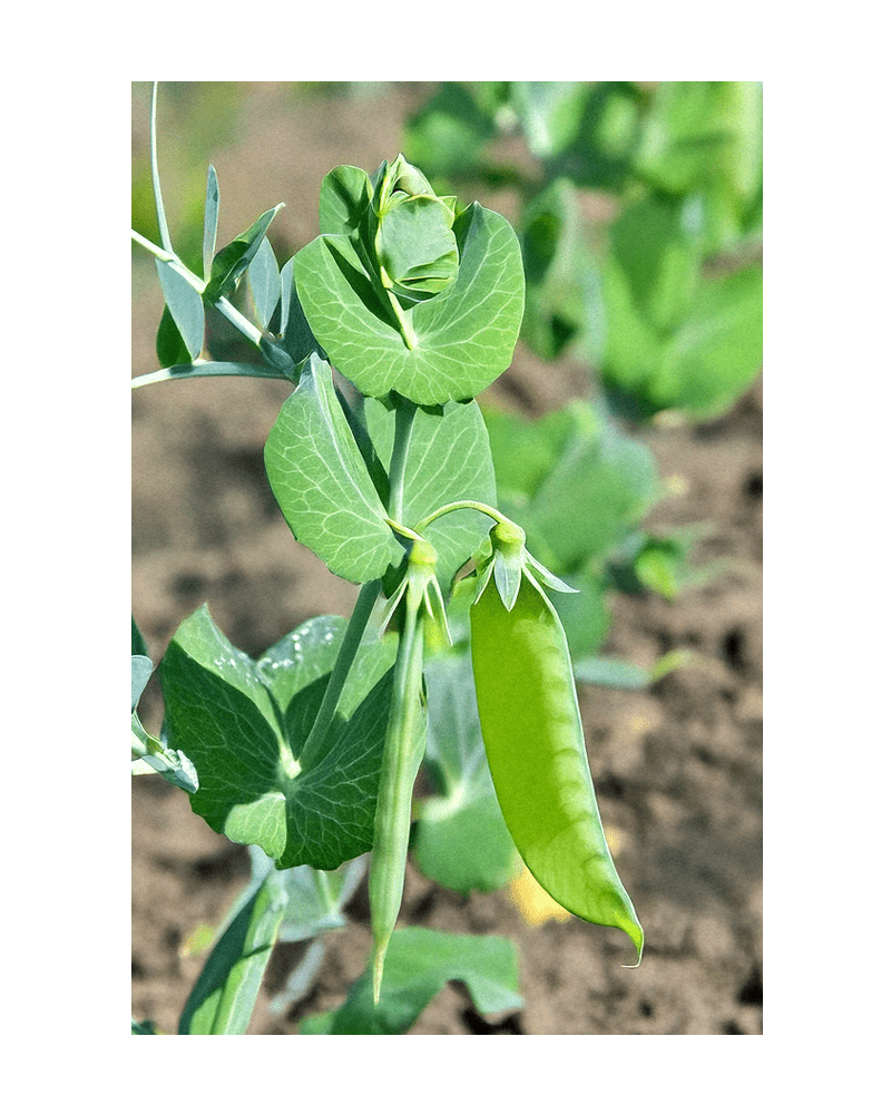 2026 Sugar Snap Pea Vegetable Seeds Packet - Chive US Wholesale