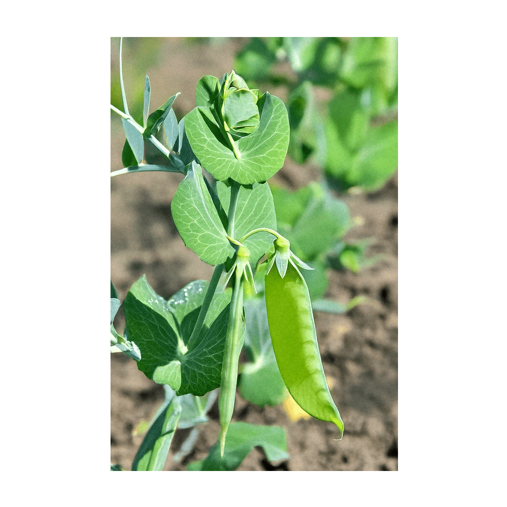 2026 Sugar Snap Pea Vegetable Seeds Packet - Chive US Wholesale