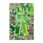 2026 Sugar Snap Pea Vegetable Seeds Packet - Chive US Wholesale