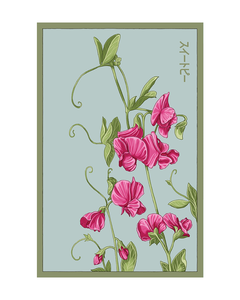 Sweet Pea Flower Seeds Packet - Chive US Wholesale