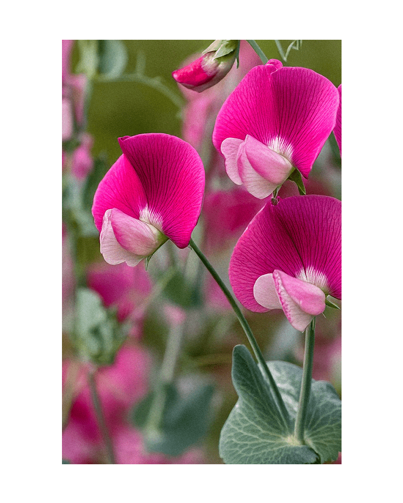 Sweet Pea Flower Seeds Packet - Chive US Wholesale