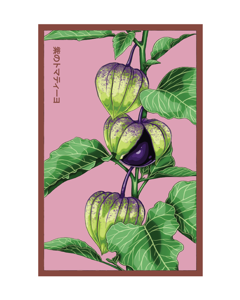 2026 Sweet Purple Tomatillo Vegetable Seeds Packet - Chive US Wholesale