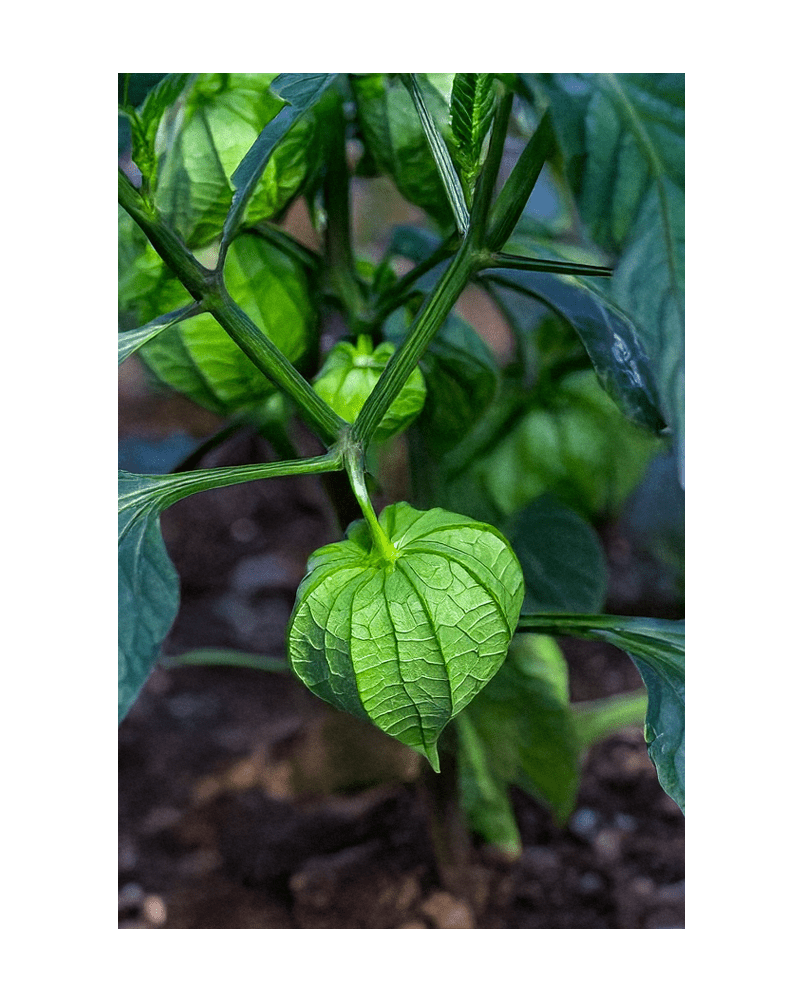 2026 Sweet Purple Tomatillo Vegetable Seeds Packet - Chive US Wholesale