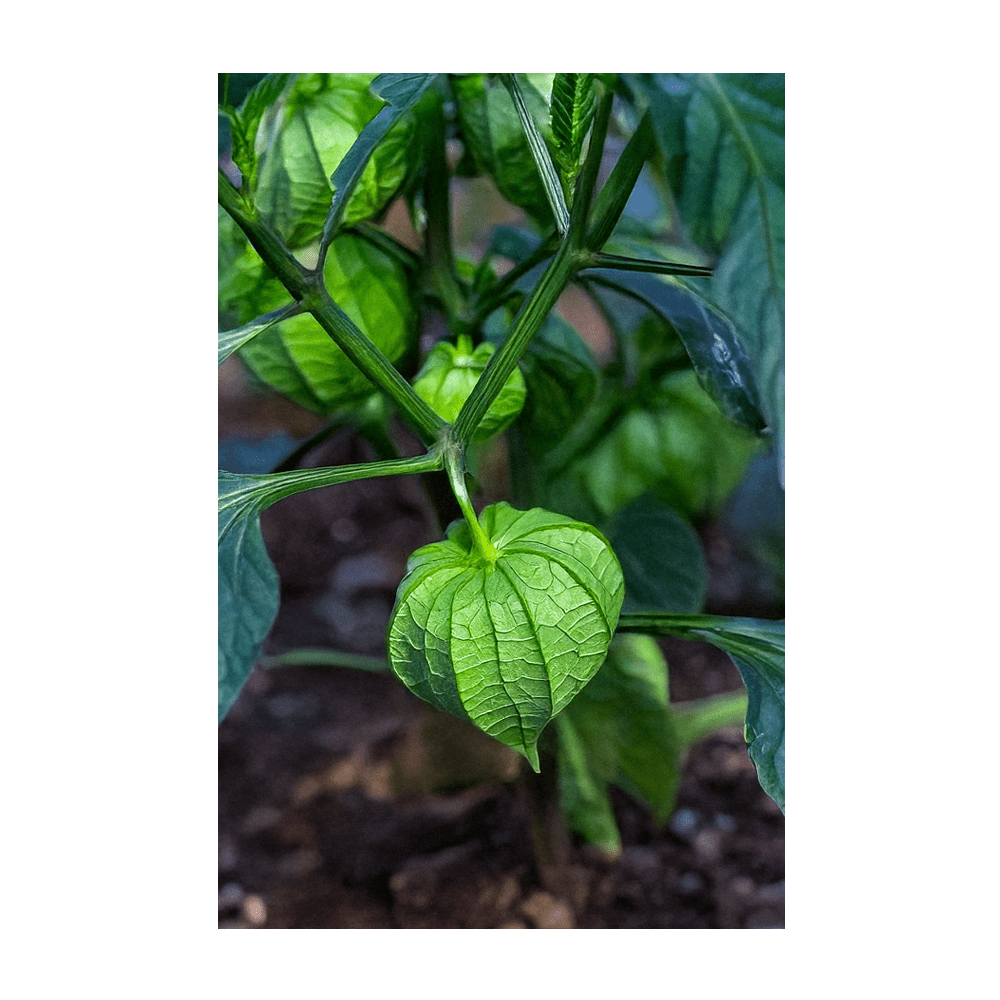 2026 Sweet Purple Tomatillo Vegetable Seeds Packet - Chive US Wholesale