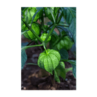 2026 Sweet Purple Tomatillo Vegetable Seeds Packet - Chive US Wholesale