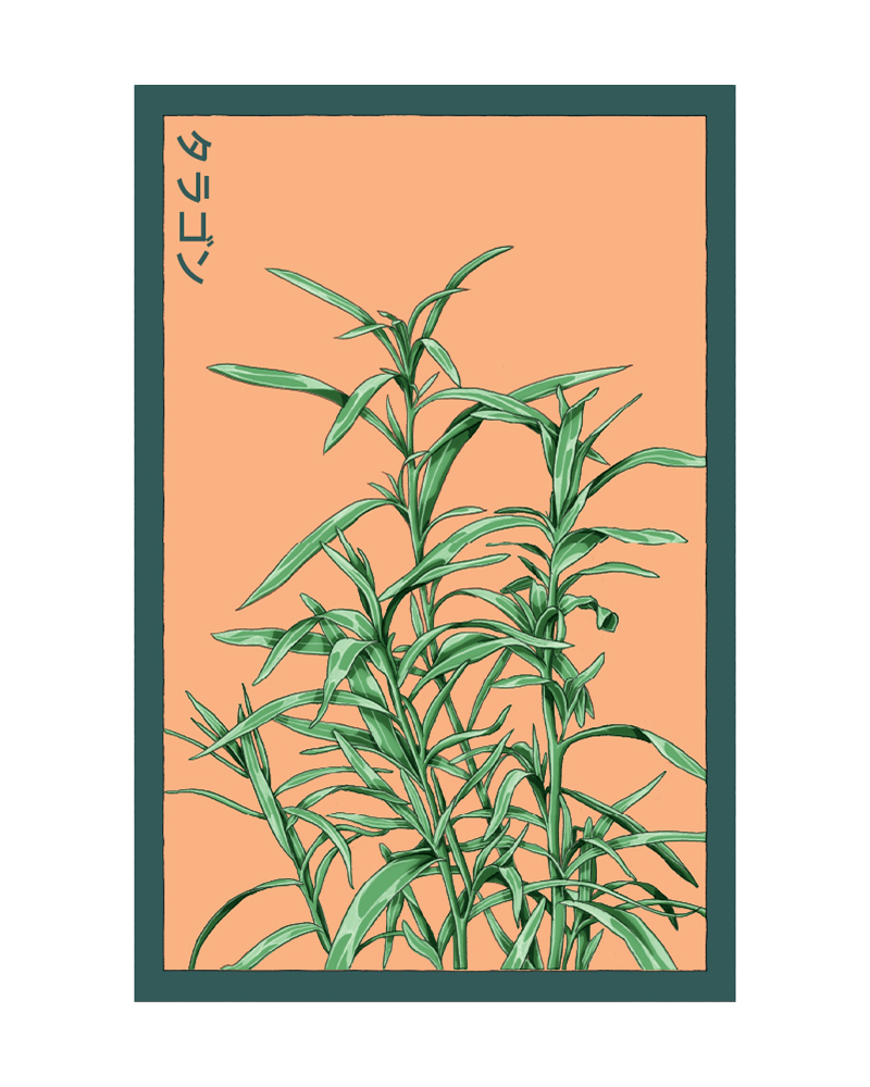 Tarragon Herb Seeds Packet - Chive US Wholesale