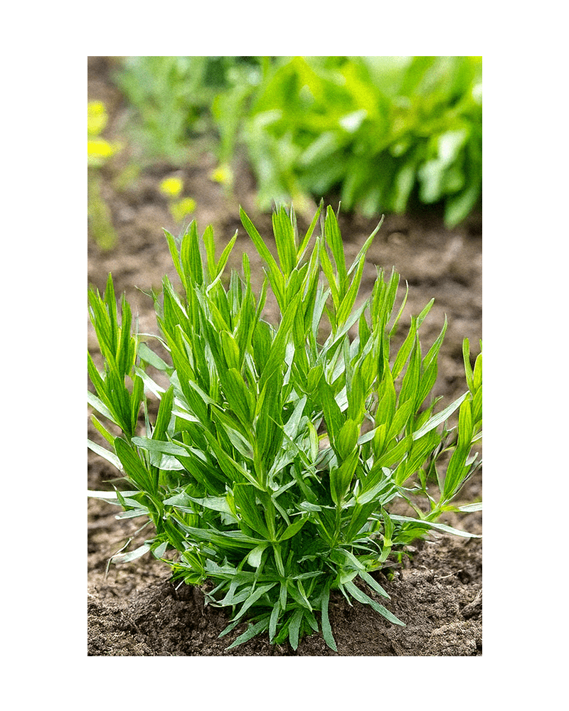Tarragon Herb Seeds Packet - Chive US Wholesale