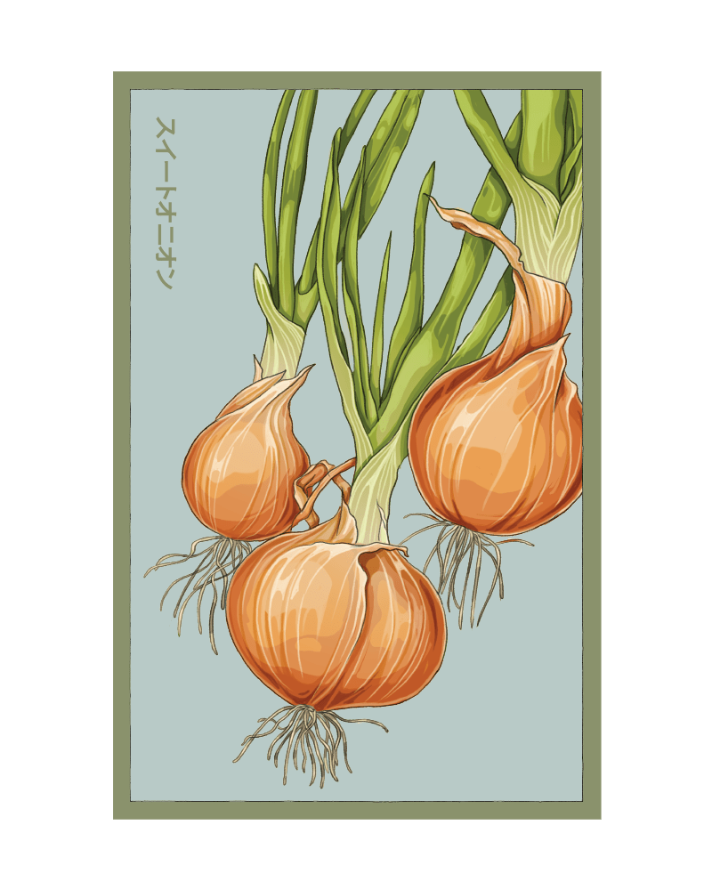 2026 Texas Super Sweet Onion Vegetable Seeds Packet - Chive US Wholesale