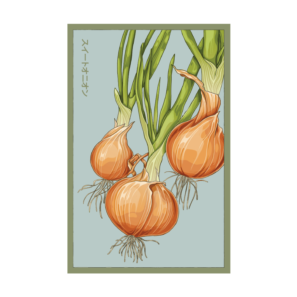 2026 Texas Super Sweet Onion Vegetable Seeds Packet - Chive US Wholesale