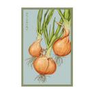 2026 Texas Super Sweet Onion Vegetable Seeds Packet - Chive US Wholesale