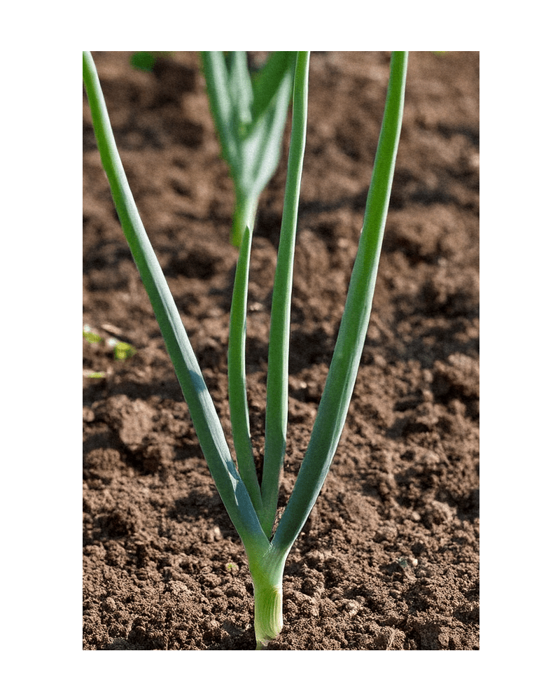 2026 Texas Super Sweet Onion Vegetable Seeds Packet - Chive US Wholesale
