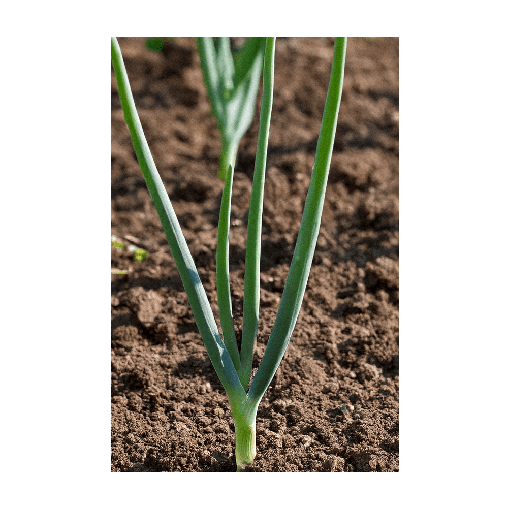 2026 Texas Super Sweet Onion Vegetable Seeds Packet - Chive US Wholesale
