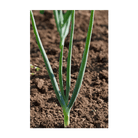 2026 Texas Super Sweet Onion Vegetable Seeds Packet - Chive US Wholesale