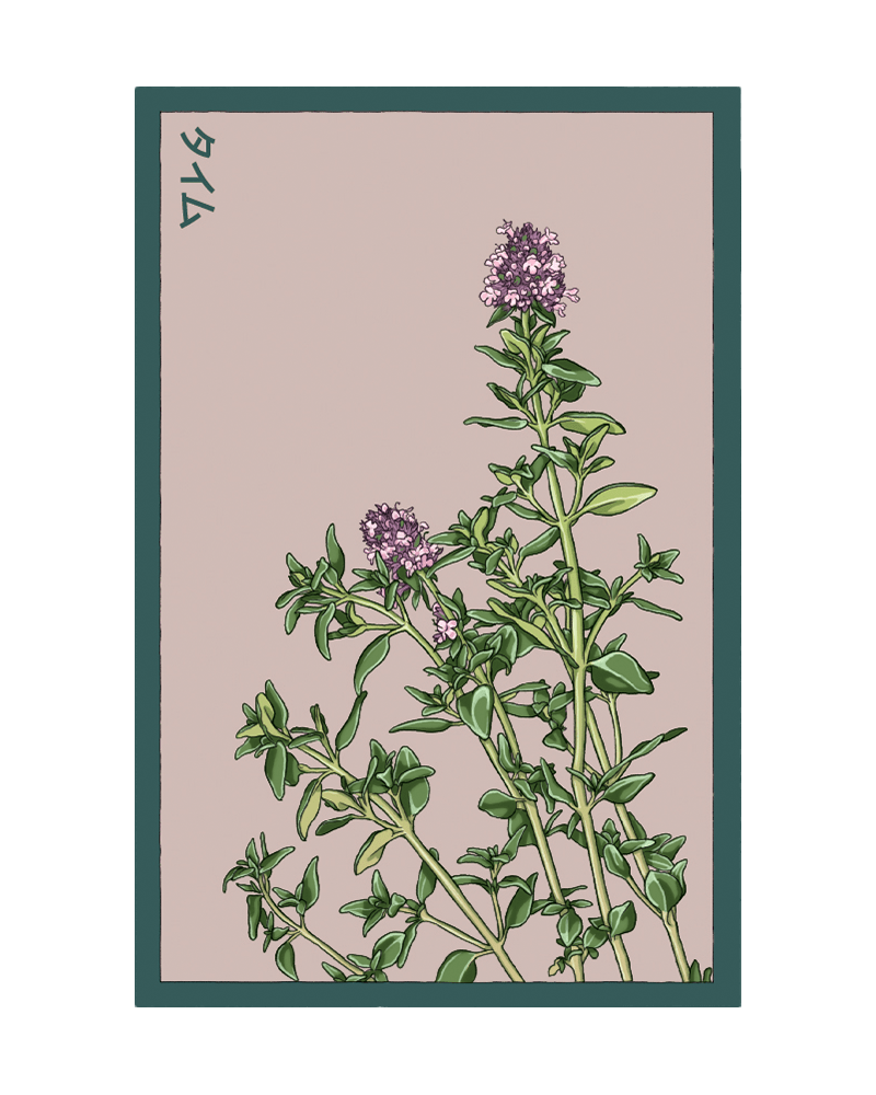 Thyme Herb Seeds Packet - Chive US Wholesale