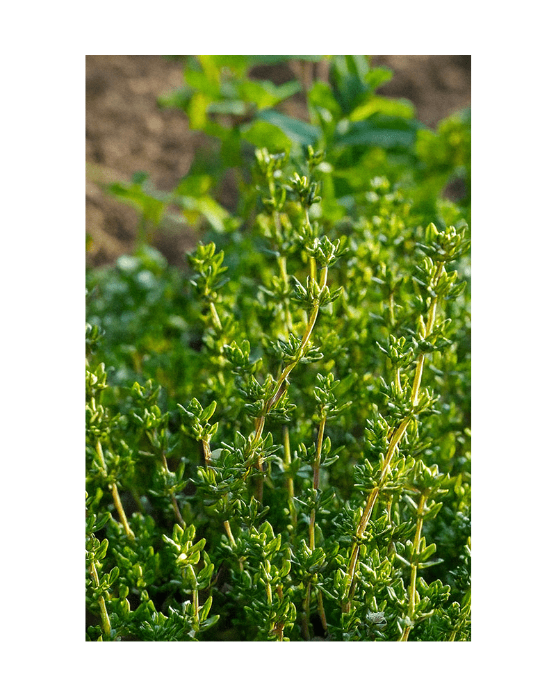 Thyme Herb Seeds Packet - Chive US Wholesale