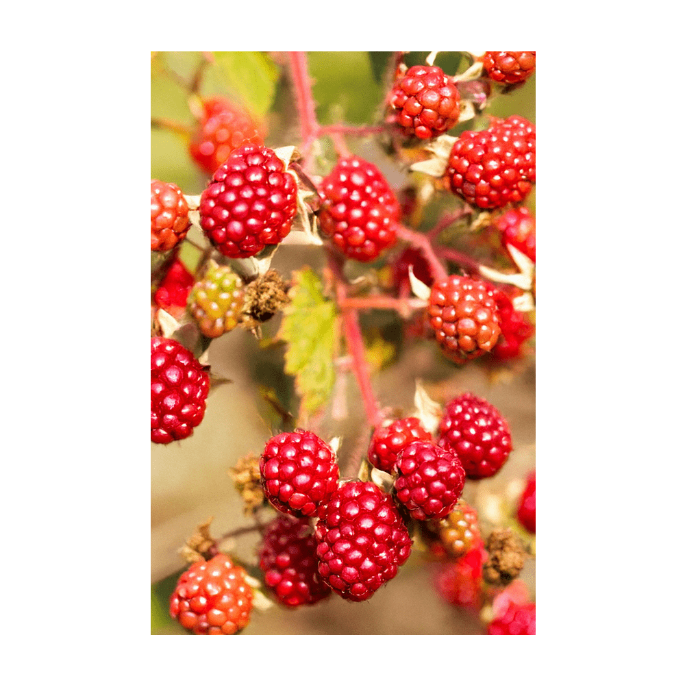 2026 Tummelberry Flower Seeds Packet - Chive US Wholesale