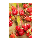 2026 Tummelberry Flower Seeds Packet - Chive US Wholesale