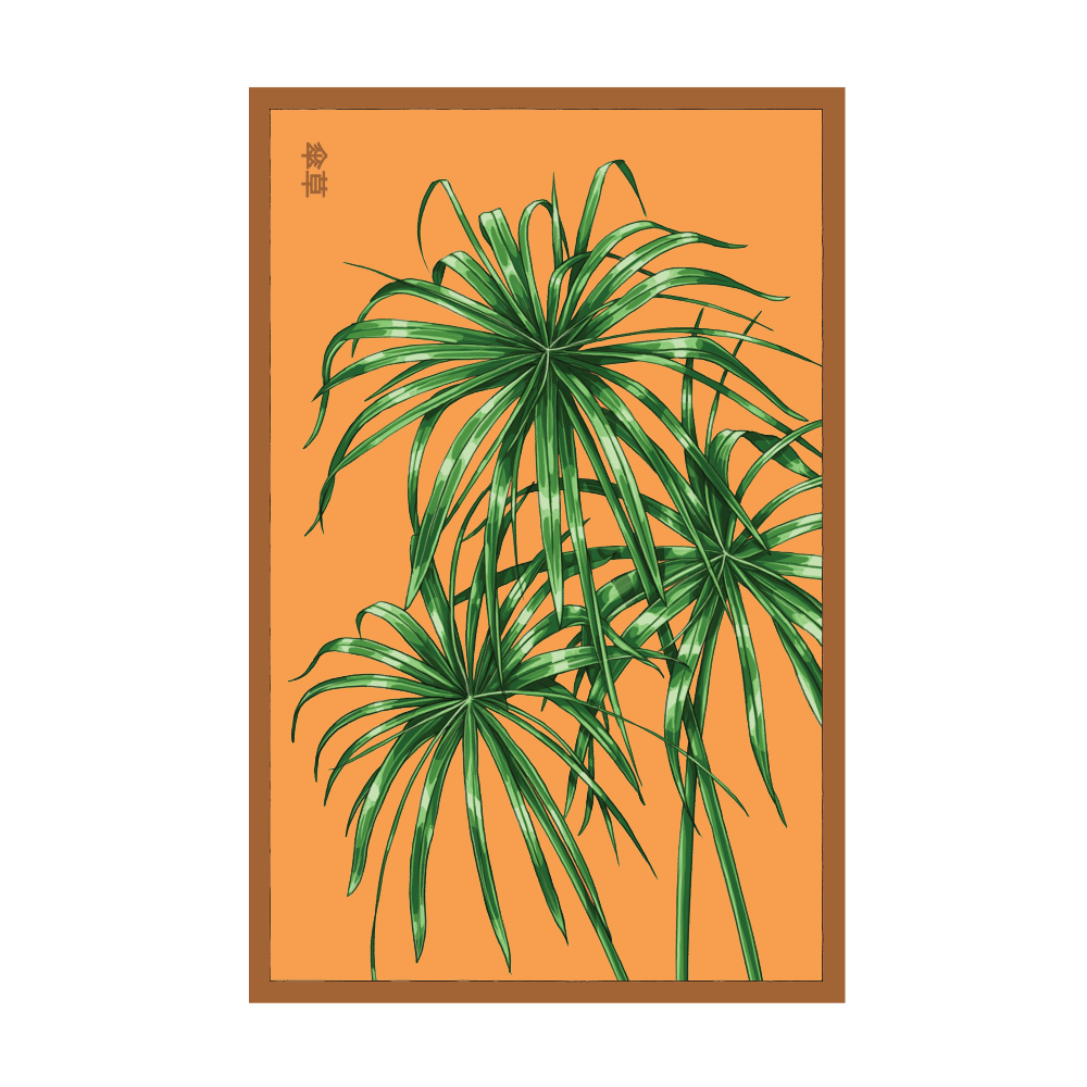 2026 Umbrella Plant Indoor Seeds Packet - Chive US Wholesale