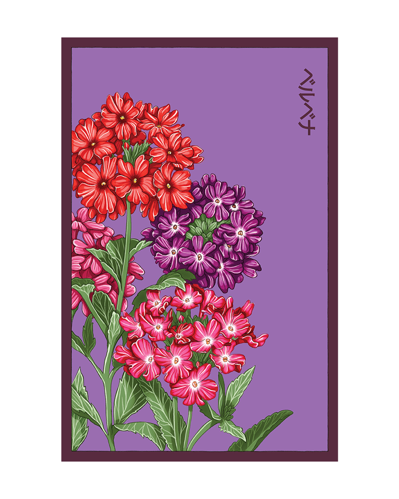 Verbena Flower Seeds Packet - Chive US Wholesale