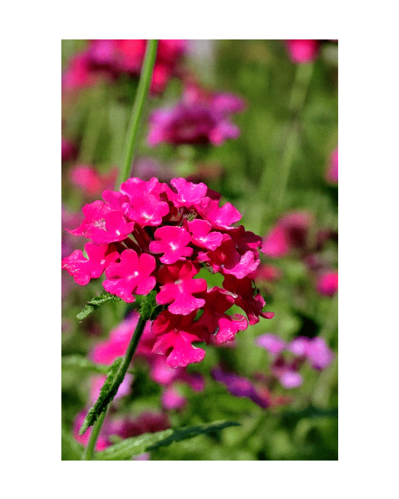 Verbena Flower Seeds Packet - Chive US Wholesale