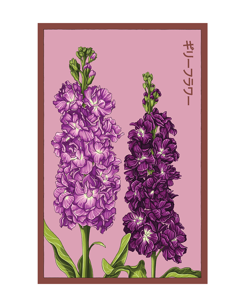 Gilly Flower Seeds Packet - Chive US Wholesale