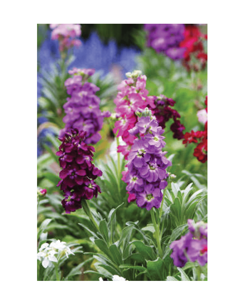 Gilly Flower Seeds Packet - Chive US Wholesale