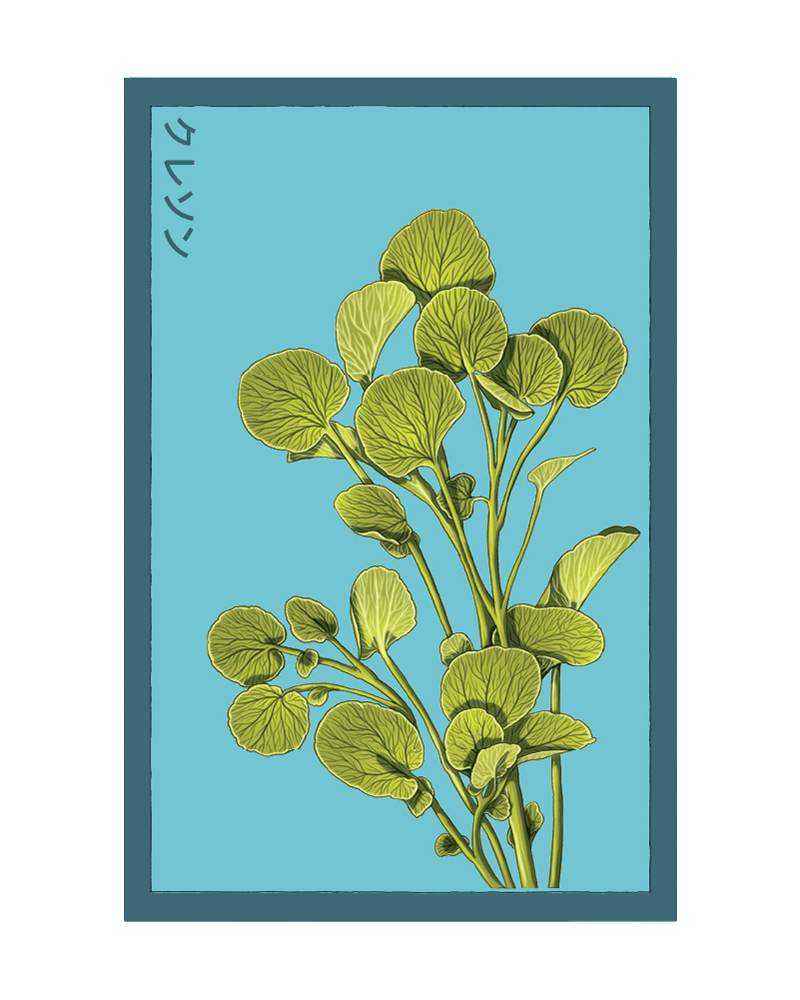 Watercress Vegetable Seeds Packet - Chive US Wholesale