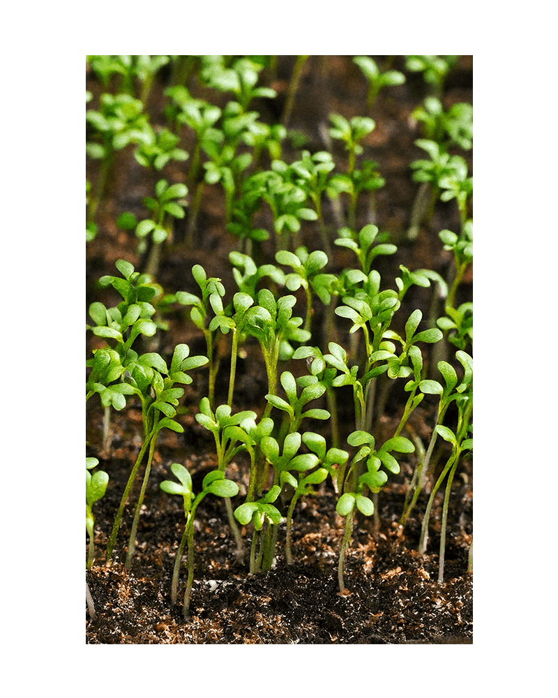 Watercress Vegetable Seeds Packet - Chive US Wholesale