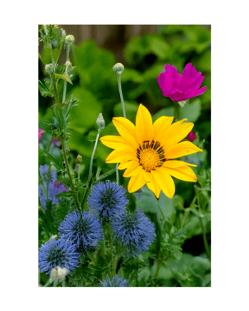 Wildflowers Flower Seeds Packet - Chive US Wholesale