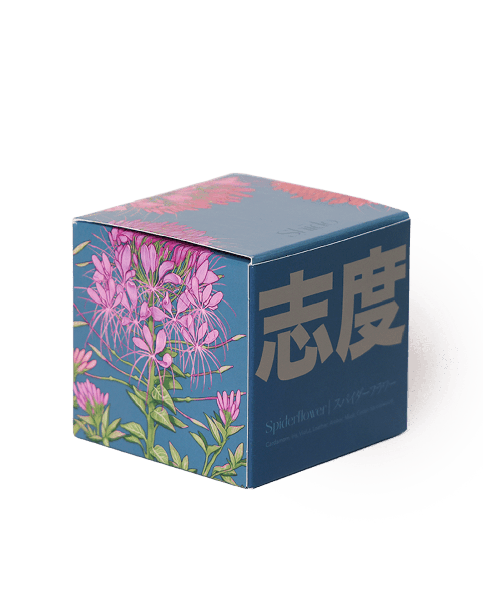 Shido Coconut & Soy Blend Spiderflower Candle - Chive US Wholesale