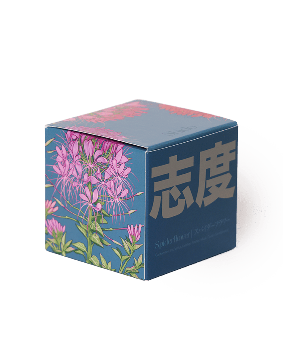 Shido Coconut & Soy Blend Spiderflower Candle - Chive US Wholesale