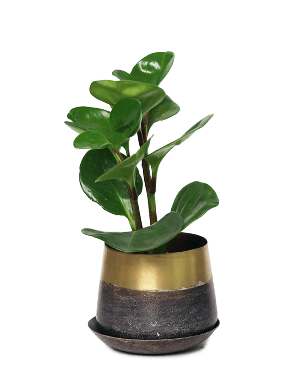 Joe Metal Pot With Drainage Hole - Chive US Wholesale