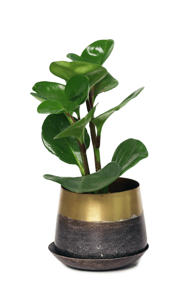 Joe Metal Pot With Drainage Hole - Chive US Wholesale