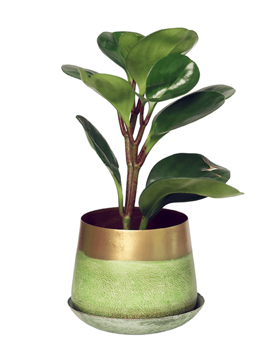 Joe Metal Pot With Drainage Hole - Chive US Wholesale