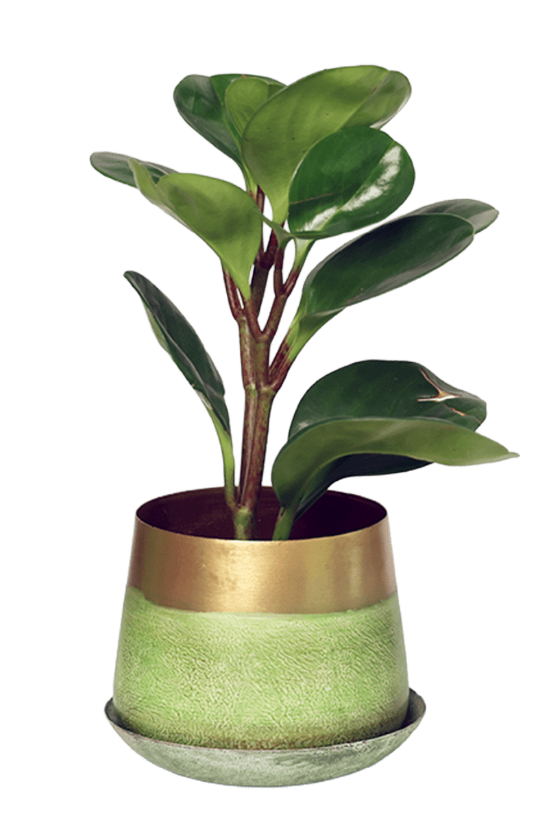 Joe Metal Pot With Drainage Hole - Chive US Wholesale