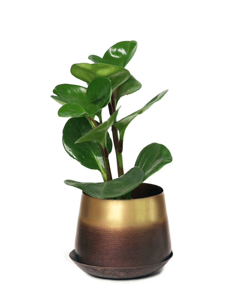 Joe Metal Pot With Drainage Hole - Chive US Wholesale