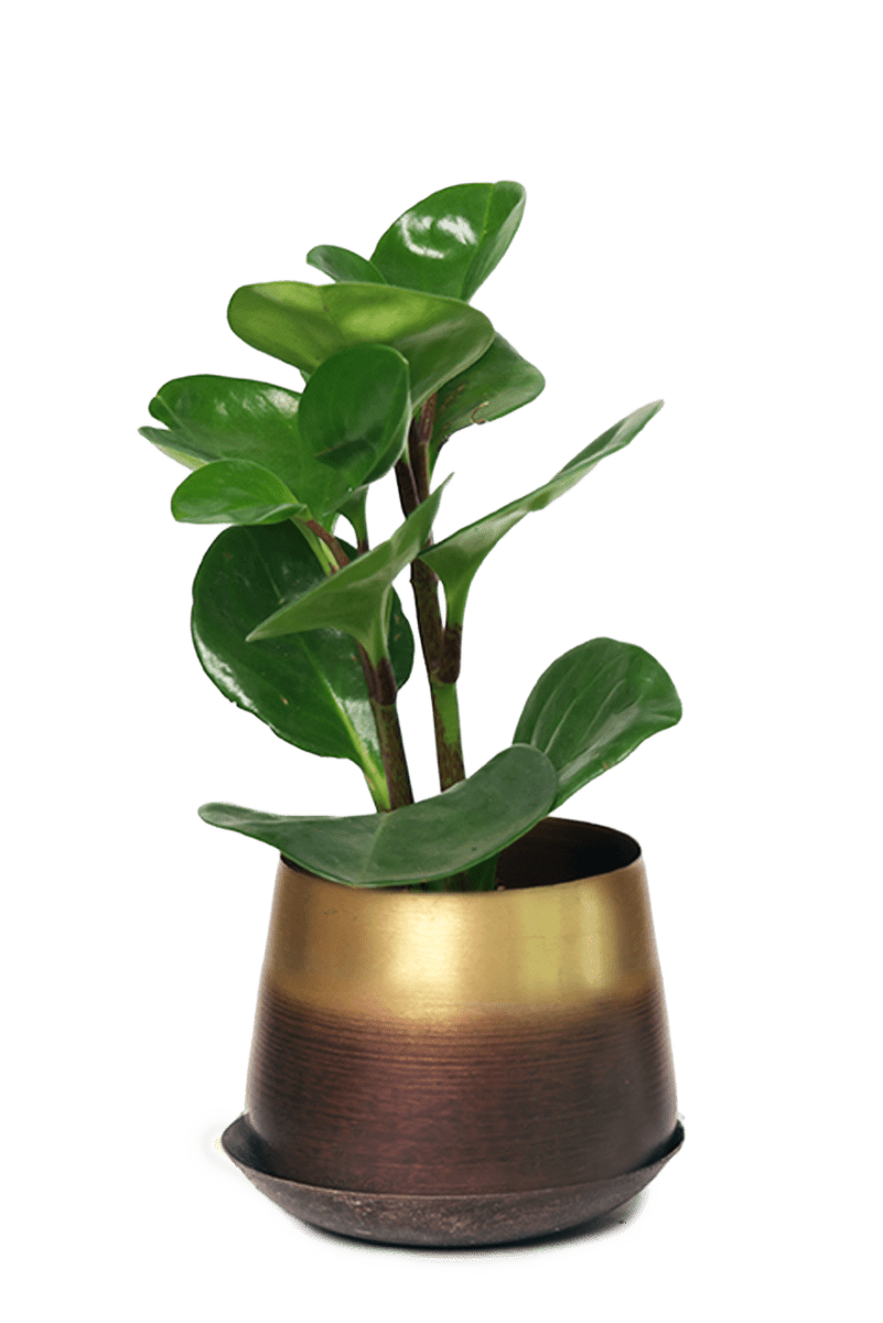 Joe Metal Pot With Drainage Hole - Chive US Wholesale