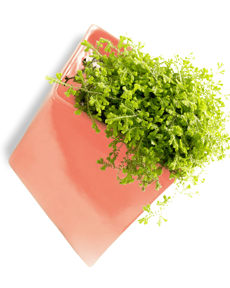 Slab Wall Planter 24pc Kit - Medium - Chive US Wholesale